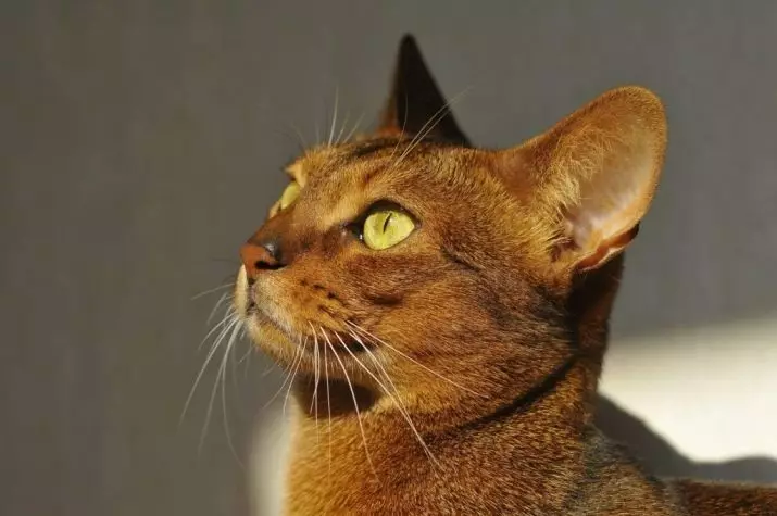 Abyssinian Cat (67 zdjęć): Opis kotów rasy Abyssinijskiej. Wymiary kocięta i dorosłych kotów. Ile lat mieszkają? Lista nazw. Opinie własnościowe 13158_5