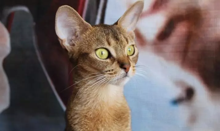 Abyssinian katt (67 bilder): Beskrivning av katter av den abyssinska rasen. Dimensioner av kattungar och vuxna katter. Hur många år bor de? Lista över namn. Ägarrecensioner 13158_64