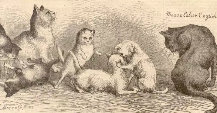 Αβυσσινική γάτα (67 φωτογραφίες): Περιγραφή των γατών της φυλής της Αβυσσινίας. Διαστάσεις γατάκια και ενήλικες γάτες. Πόσα χρόνια ζουν; Λίστα ονομάτων. Κριτικές ιδιοκτησίας 13158_7