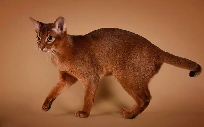 Kucing Abyssinian (67 gambar): Penerangan mengenai kucing baka Abyssinian. Dimensi anak kucing dan kucing dewasa. Berapa tahunkah mereka tinggal? Senarai nama. Ulasan Pemilikan 13158_9