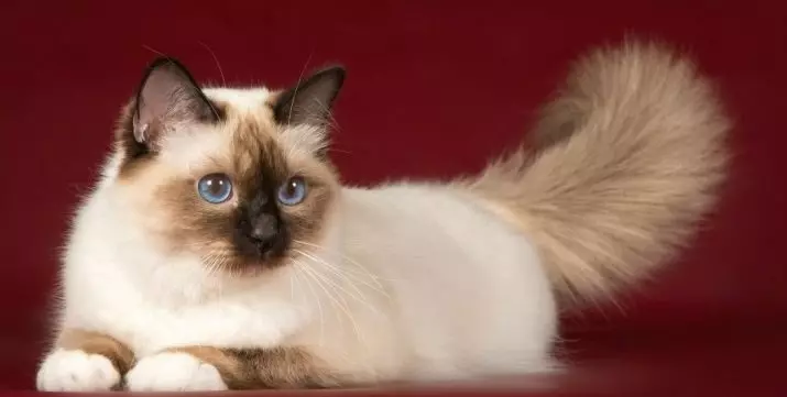 Бірманські кішки (64 фото): хто така священна Бірма? Опис породи котів, відгуки власників 13161_21