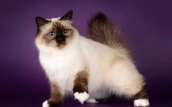 Gatos birmanos (64 fotos): ¿Quién es el Sagrado Birmania? Descripción de los gatos, opiniones de propietario 13161_22