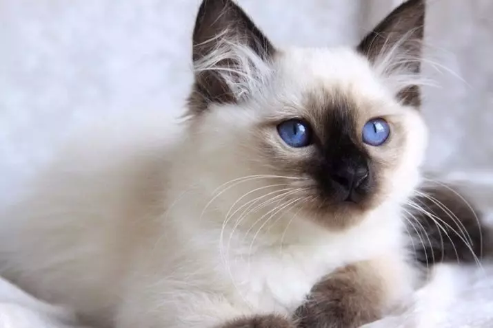 Burmese katten (64 foto's): Wie is het heilige Birma? Beschrijving van katten, eigenaarbeoordelingen 13161_36