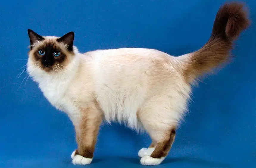 Burmese Cats (64 billeder): Hvem er den hellige burma? Beskrivelse af katte, Ejerbedømmelser 13161_6