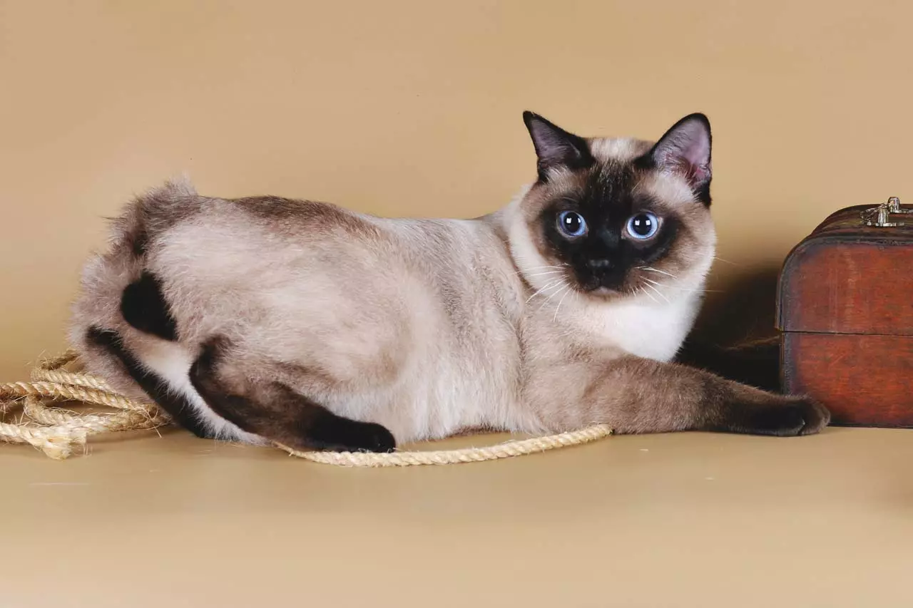 Бобтейл котки (31 снимки): Характеристики на котки и котенца размножават Bobtail, Описание на Меконг и карелски, тайландски и други сортове 13162_12