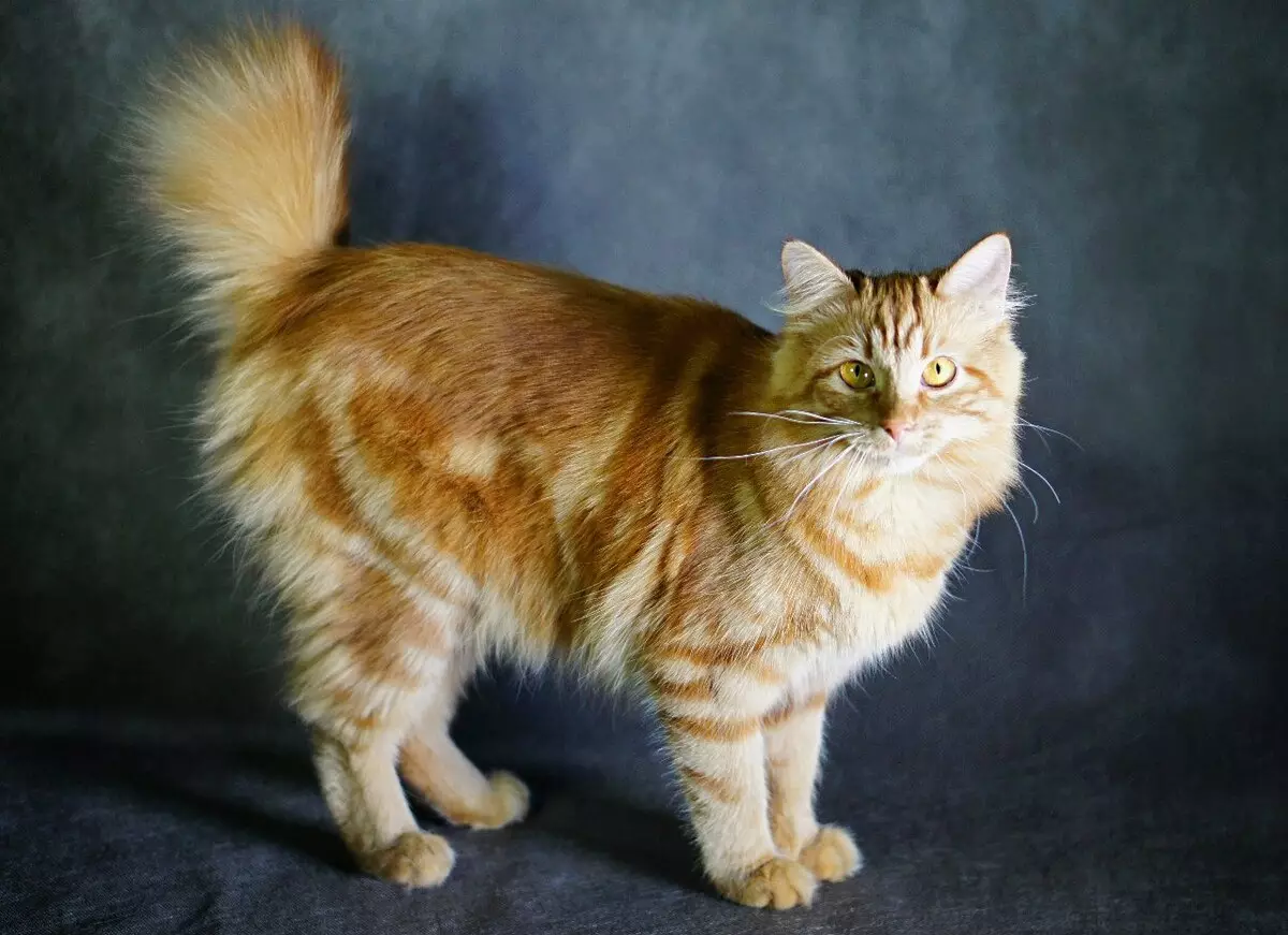 gatos bobtail (31 fotos): Características de los gatos y gatitos raza Bobtail, Descripción del Mekong y de Karelia, tailandés y otras variedades 13162_13