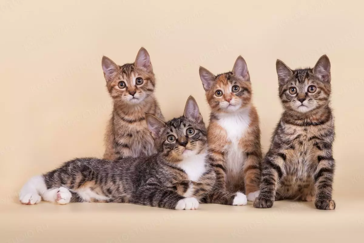 Бобтейл котки (31 снимки): Характеристики на котки и котенца размножават Bobtail, Описание на Меконг и карелски, тайландски и други сортове 13162_15