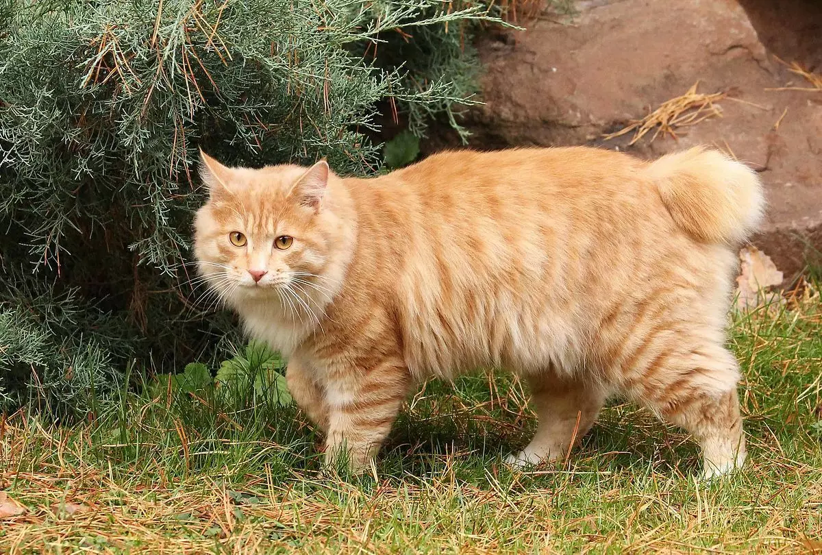 Bobtail Cats (31 fotoj): Karakterizaĵoj de katoj kaj katidoj Breed Bobtail, Priskribo de la Mekong kaj Karelian, Taja kaj aliaj varioj 13162_19