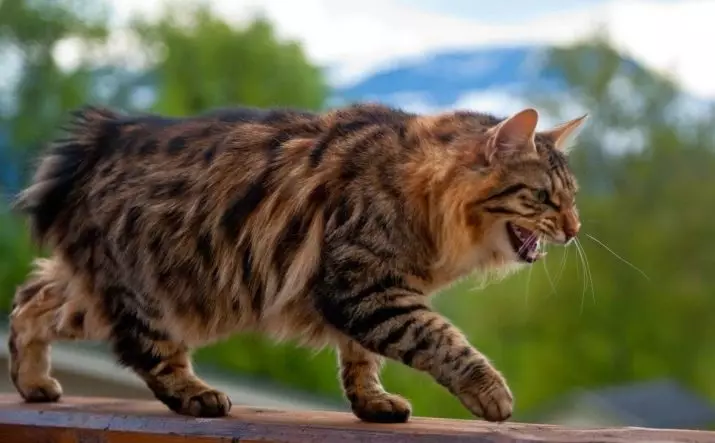 Bobtail Cats (31 foto's): kenmerken van katten en kittens rassen Bobtail, beschrijving van de Mekong en Karelische, Thaise en andere variëteiten 13162_2