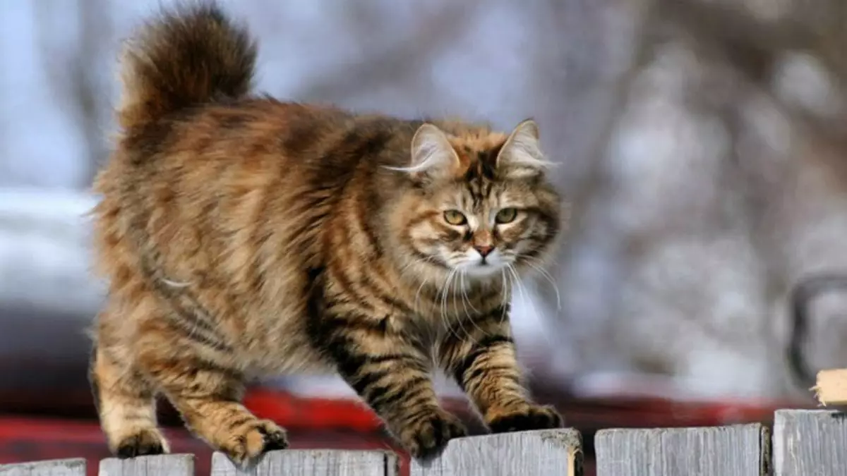 Бобтейл котки (31 снимки): Характеристики на котки и котенца размножават Bobtail, Описание на Меконг и карелски, тайландски и други сортове 13162_20
