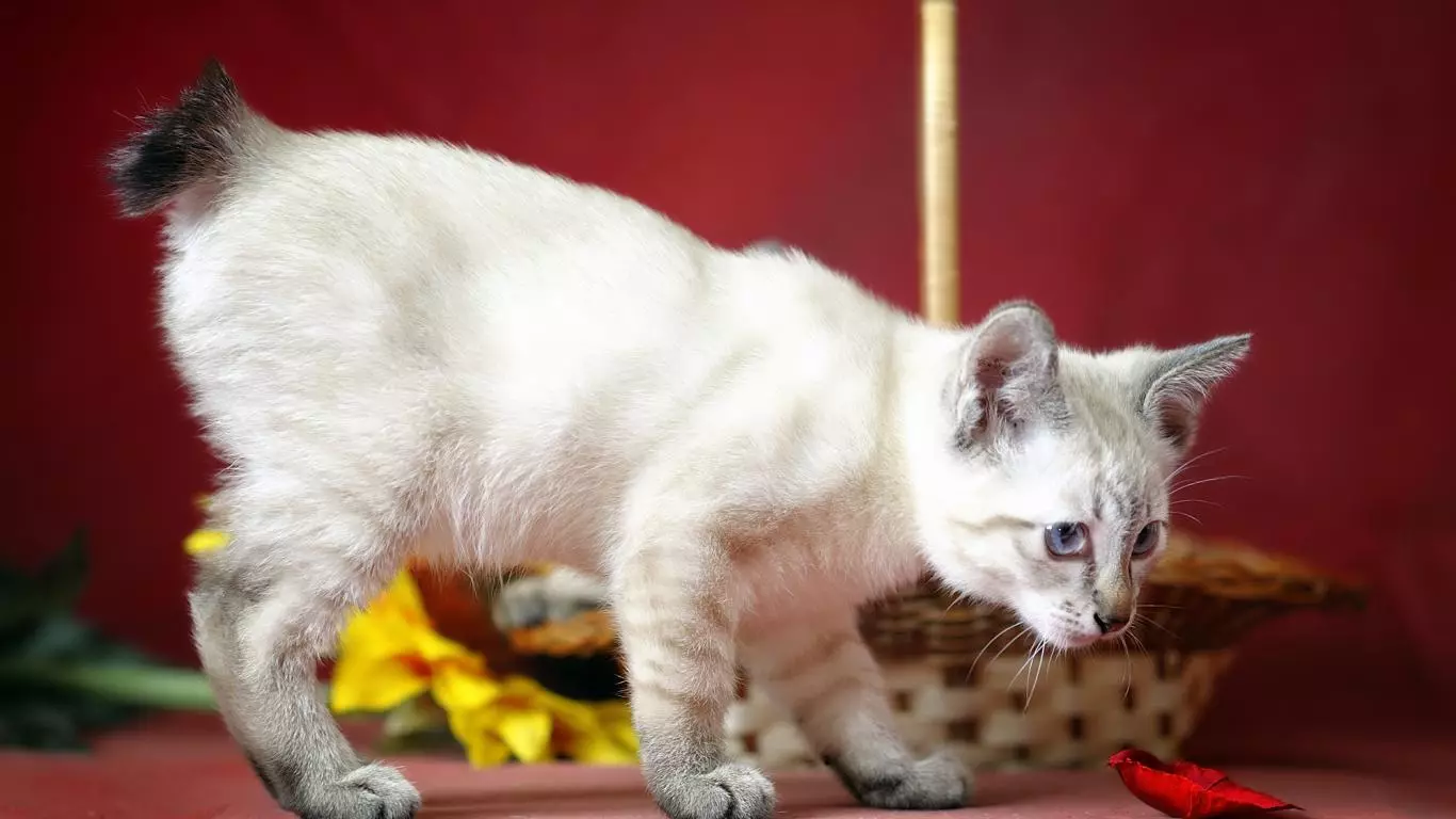 Бобтейл котки (31 снимки): Характеристики на котки и котенца размножават Bobtail, Описание на Меконг и карелски, тайландски и други сортове 13162_22