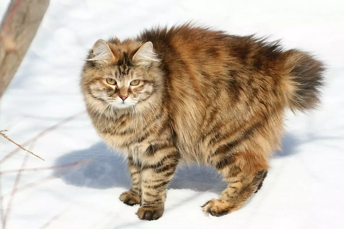 Бобтейл котки (31 снимки): Характеристики на котки и котенца размножават Bobtail, Описание на Меконг и карелски, тайландски и други сортове 13162_3