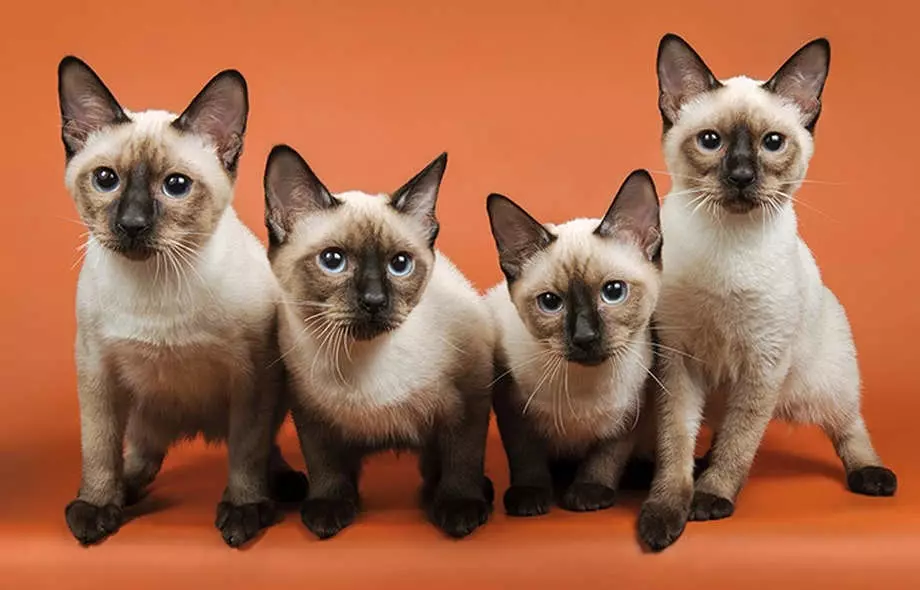 Bobtail Cats (31 sary): Toetran'ny saka sy ny kittens Boed Bobtail, famaritana ny Mekong sy Kareliana, Thai ary karazany hafa 13162_30