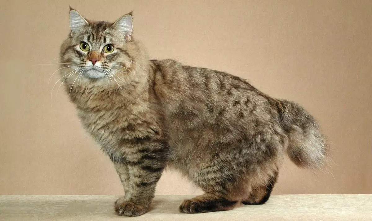 Bobtail Cats (31 fotiek): Charakteristiky mačiek a mačiatok Breed Bobtail, popis Mekong a Karelian, Thajské a iné odrody 13162_6