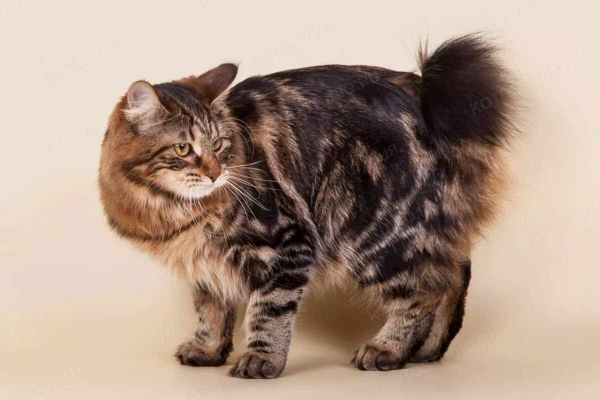Mèo Bobtail (31 ảnh): Đặc điểm của mèo và mèo con giống Babtail, Mô tả về sông Mê Kông và Karelian, Thái Lan và các giống khác 13162_8