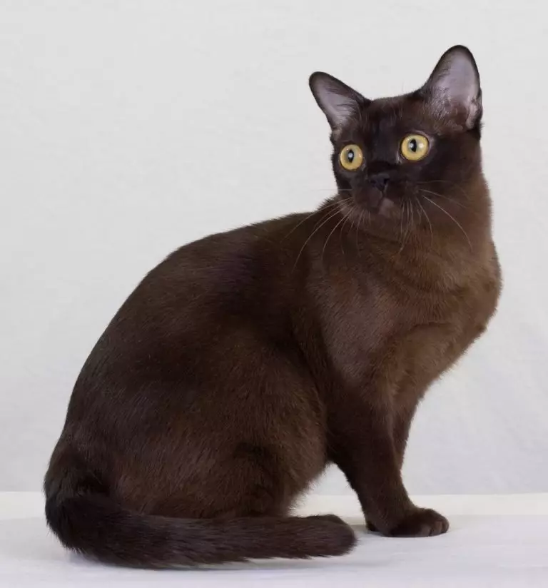Cat Buman (66 ảnh): Mô tả về những chú mèo con của giống Burma. Mô tả về mèo màu tím và đau, đen và các màu khác. Đánh giá sở hữu 13164_10