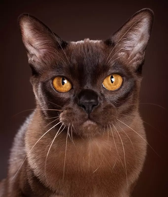 Cat Buman (66 ảnh): Mô tả về những chú mèo con của giống Burma. Mô tả về mèo màu tím và đau, đen và các màu khác. Đánh giá sở hữu 13164_11