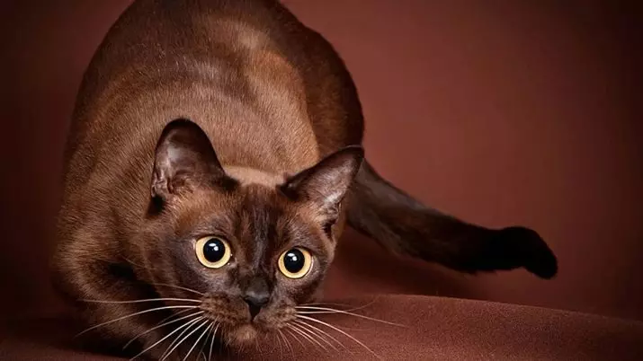 Cat Buman (66 ảnh): Mô tả về những chú mèo con của giống Burma. Mô tả về mèo màu tím và đau, đen và các màu khác. Đánh giá sở hữu 13164_13