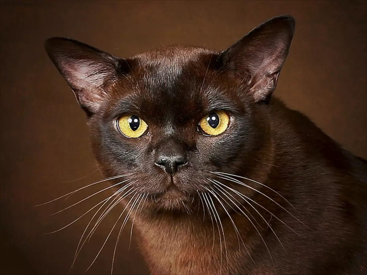 Cat Buman (66 ảnh): Mô tả về những chú mèo con của giống Burma. Mô tả về mèo màu tím và đau, đen và các màu khác. Đánh giá sở hữu 13164_15