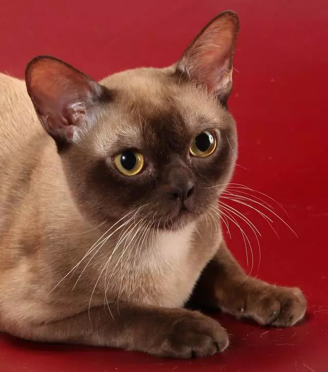 Cat Buman (66 ảnh): Mô tả về những chú mèo con của giống Burma. Mô tả về mèo màu tím và đau, đen và các màu khác. Đánh giá sở hữu 13164_17