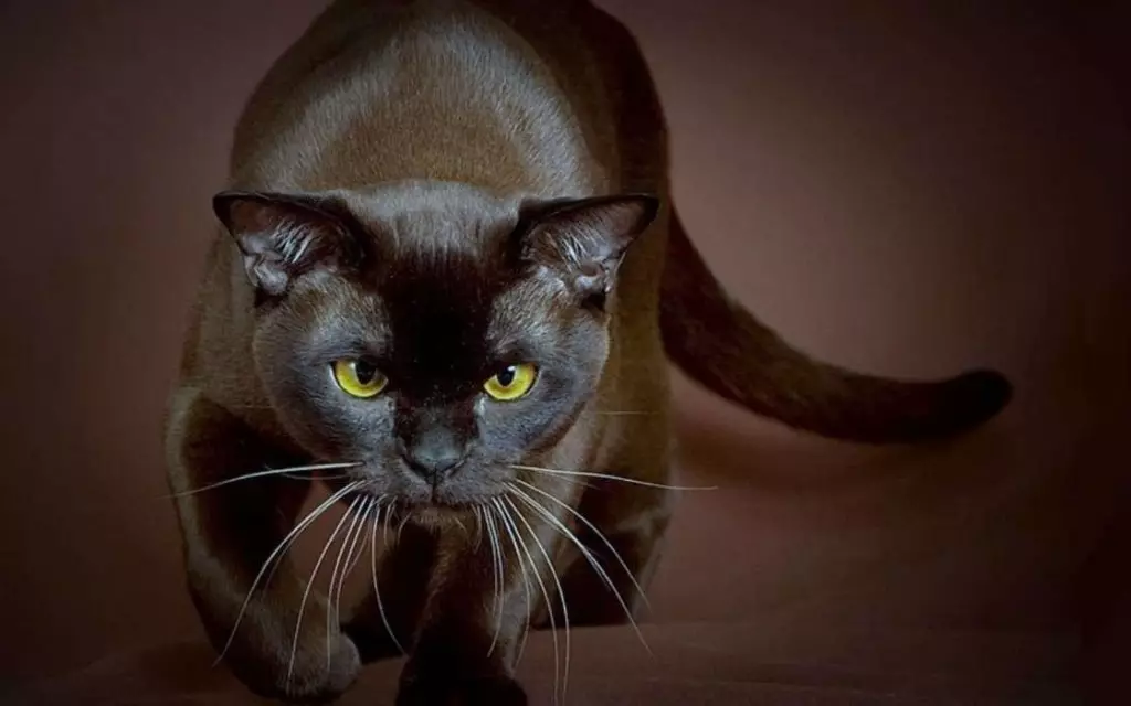 Cat Buman (66 ảnh): Mô tả về những chú mèo con của giống Burma. Mô tả về mèo màu tím và đau, đen và các màu khác. Đánh giá sở hữu 13164_18
