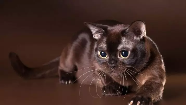 Cat Buman (66 ảnh): Mô tả về những chú mèo con của giống Burma. Mô tả về mèo màu tím và đau, đen và các màu khác. Đánh giá sở hữu 13164_2