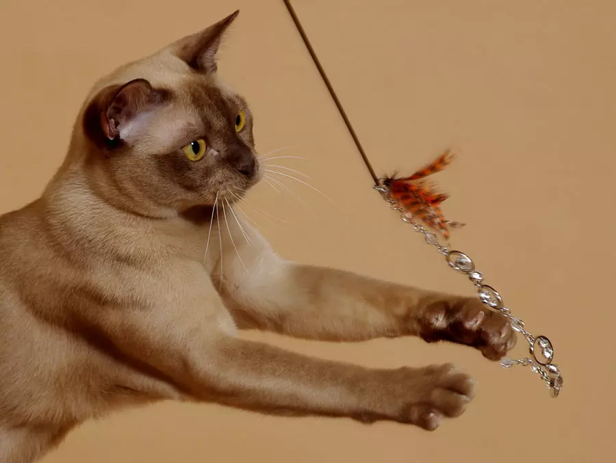 Cat Buman (66 ảnh): Mô tả về những chú mèo con của giống Burma. Mô tả về mèo màu tím và đau, đen và các màu khác. Đánh giá sở hữu 13164_20