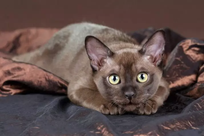 Cat Buman (66 ảnh): Mô tả về những chú mèo con của giống Burma. Mô tả về mèo màu tím và đau, đen và các màu khác. Đánh giá sở hữu 13164_23