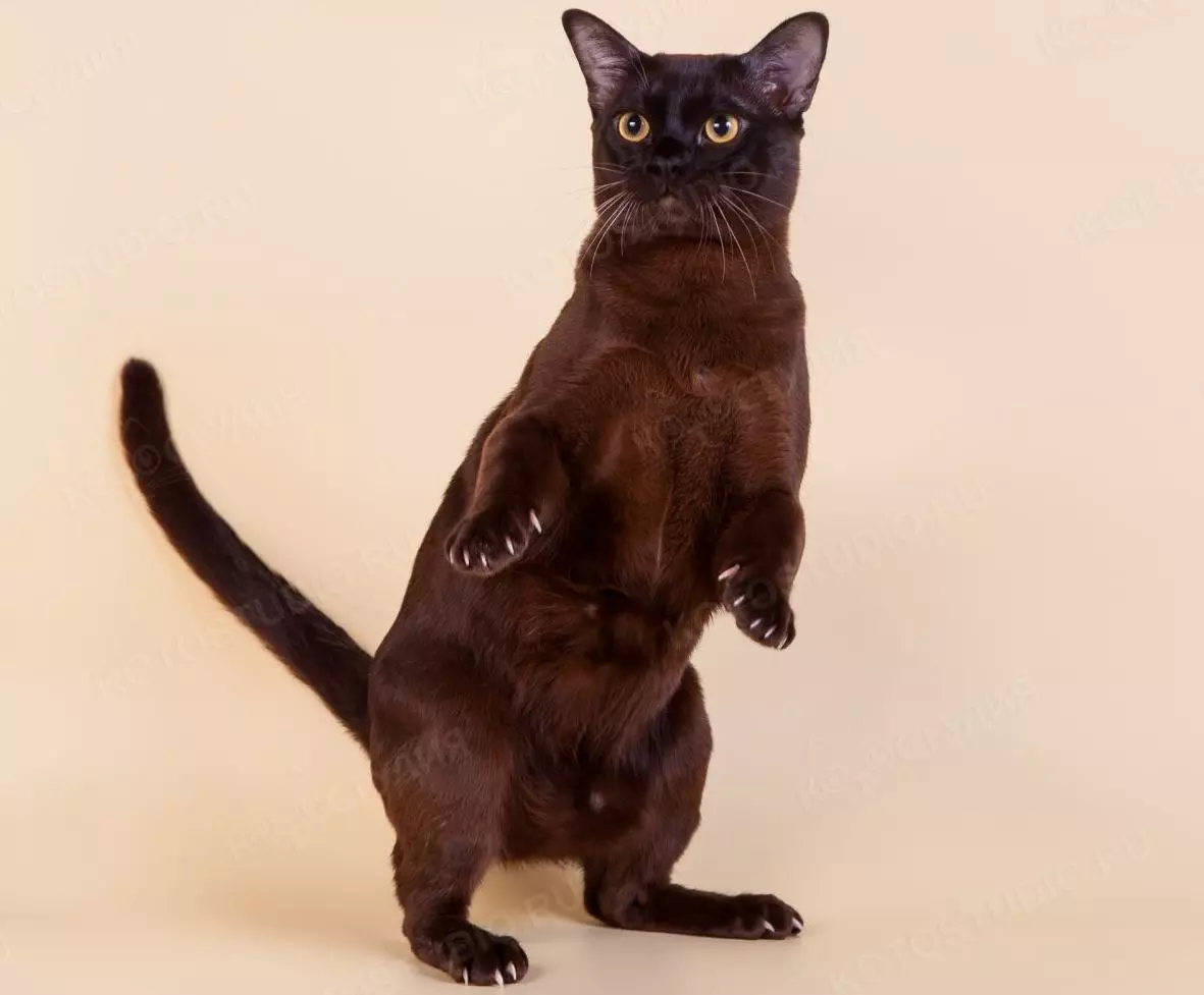 Cat Buman (66 ảnh): Mô tả về những chú mèo con của giống Burma. Mô tả về mèo màu tím và đau, đen và các màu khác. Đánh giá sở hữu 13164_29
