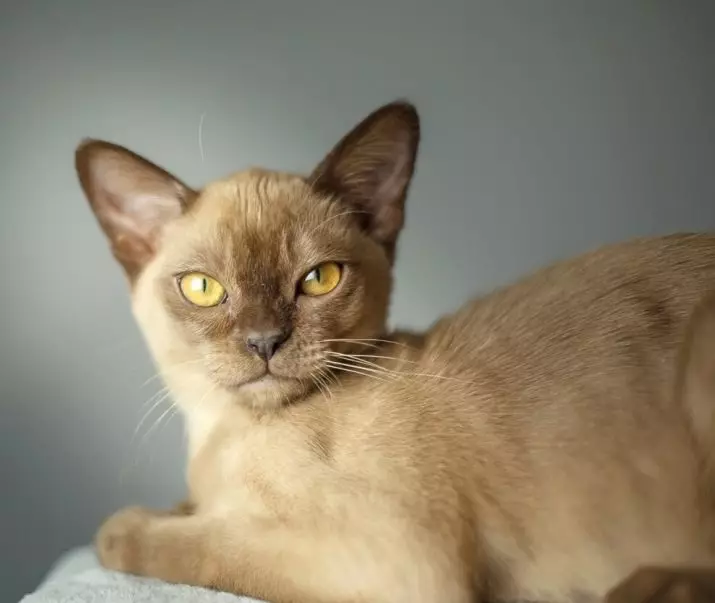 Cat Buman (66 ảnh): Mô tả về những chú mèo con của giống Burma. Mô tả về mèo màu tím và đau, đen và các màu khác. Đánh giá sở hữu 13164_31