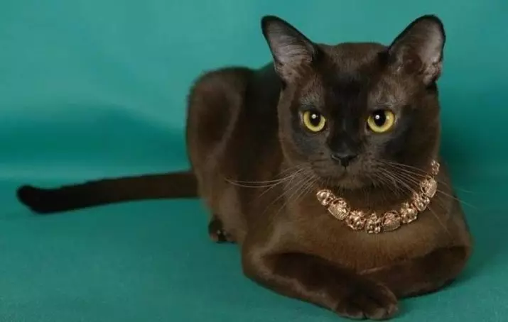 Cat Buman (66 ảnh): Mô tả về những chú mèo con của giống Burma. Mô tả về mèo màu tím và đau, đen và các màu khác. Đánh giá sở hữu 13164_32