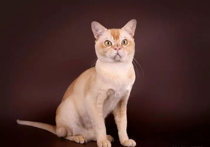 Cat Buman (66 ảnh): Mô tả về những chú mèo con của giống Burma. Mô tả về mèo màu tím và đau, đen và các màu khác. Đánh giá sở hữu 13164_36
