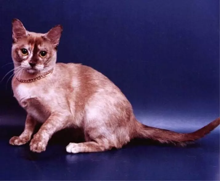 Cat Buman (66 ảnh): Mô tả về những chú mèo con của giống Burma. Mô tả về mèo màu tím và đau, đen và các màu khác. Đánh giá sở hữu 13164_37
