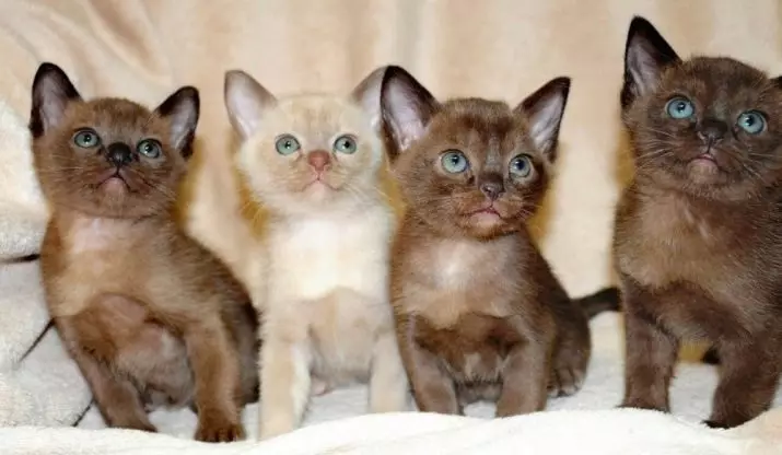 Cat Buman (66 ảnh): Mô tả về những chú mèo con của giống Burma. Mô tả về mèo màu tím và đau, đen và các màu khác. Đánh giá sở hữu 13164_38