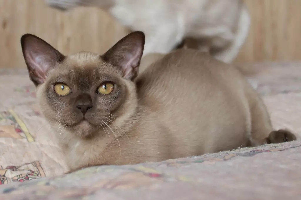 Cat Buman (66 ảnh): Mô tả về những chú mèo con của giống Burma. Mô tả về mèo màu tím và đau, đen và các màu khác. Đánh giá sở hữu 13164_42