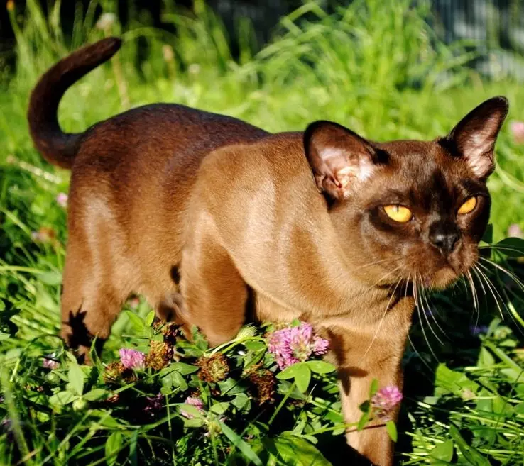 Cat Buman (66 ảnh): Mô tả về những chú mèo con của giống Burma. Mô tả về mèo màu tím và đau, đen và các màu khác. Đánh giá sở hữu 13164_44