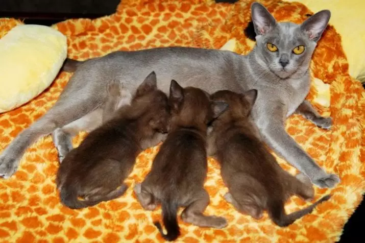 Cat Buman (66 ảnh): Mô tả về những chú mèo con của giống Burma. Mô tả về mèo màu tím và đau, đen và các màu khác. Đánh giá sở hữu 13164_49