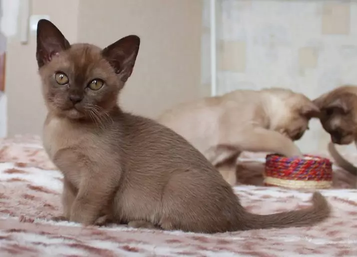 Cat Buman (66 ảnh): Mô tả về những chú mèo con của giống Burma. Mô tả về mèo màu tím và đau, đen và các màu khác. Đánh giá sở hữu 13164_51