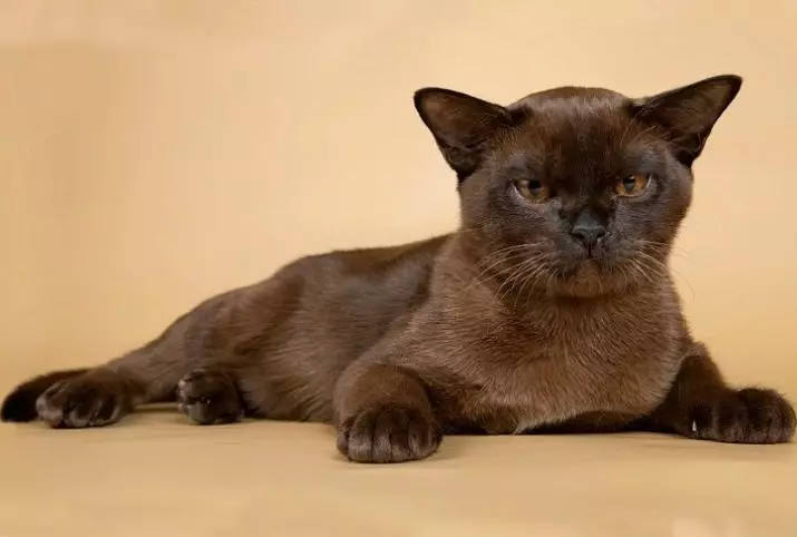 Cat Buman (66 ảnh): Mô tả về những chú mèo con của giống Burma. Mô tả về mèo màu tím và đau, đen và các màu khác. Đánh giá sở hữu 13164_53