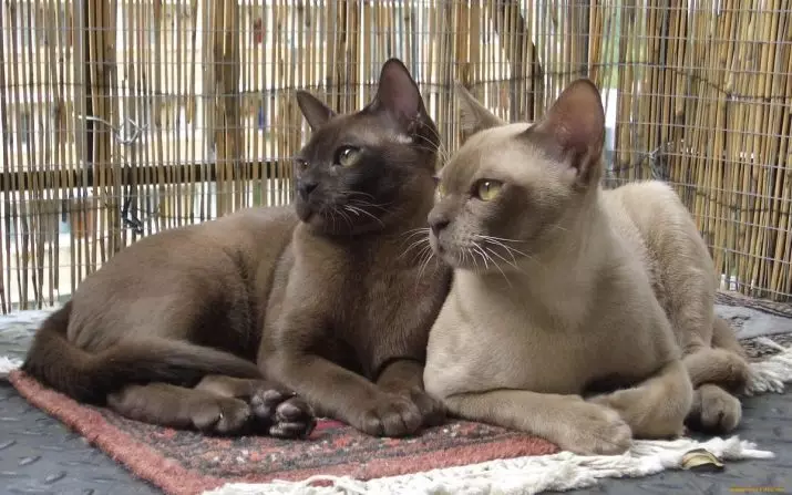 Cat Buman (66 ảnh): Mô tả về những chú mèo con của giống Burma. Mô tả về mèo màu tím và đau, đen và các màu khác. Đánh giá sở hữu 13164_60