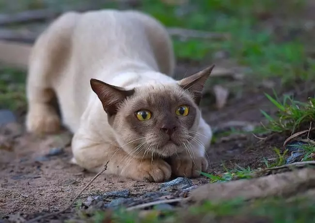 Cat Buman (66 ảnh): Mô tả về những chú mèo con của giống Burma. Mô tả về mèo màu tím và đau, đen và các màu khác. Đánh giá sở hữu 13164_61