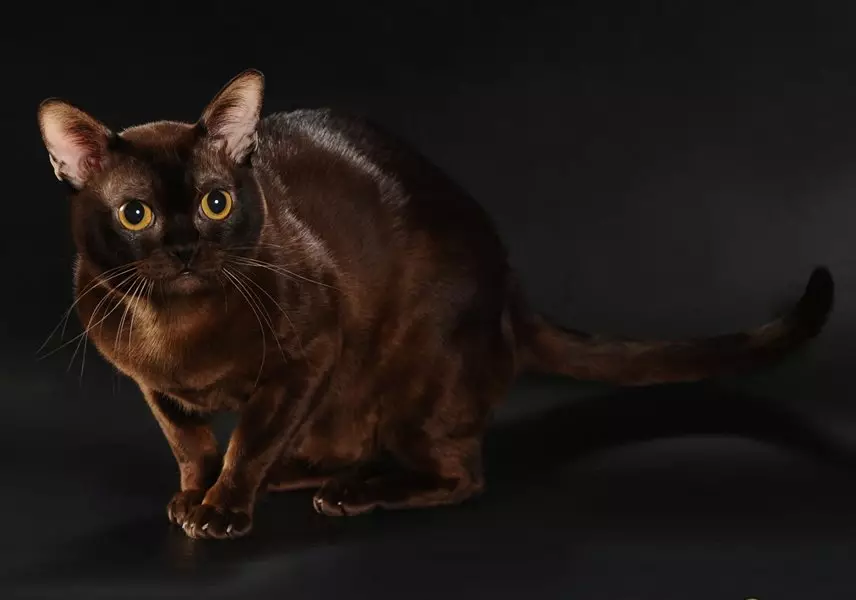 Cat Buman (66 ảnh): Mô tả về những chú mèo con của giống Burma. Mô tả về mèo màu tím và đau, đen và các màu khác. Đánh giá sở hữu 13164_8