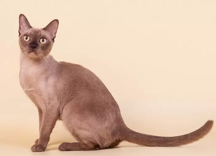 Cat Buman (66 ảnh): Mô tả về những chú mèo con của giống Burma. Mô tả về mèo màu tím và đau, đen và các màu khác. Đánh giá sở hữu 13164_9