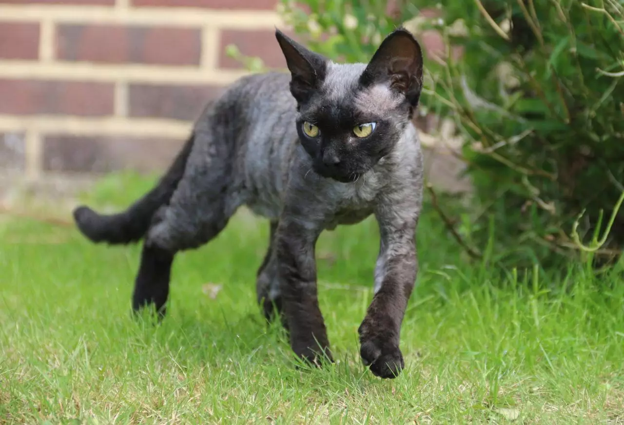 Devon Rex (105 Foto): Penerangan dan Ciri-ciri Watak Kittens. Ciri-ciri kucing hitam, merah dan warna lain. Ulasan Pemilikan 13165_103