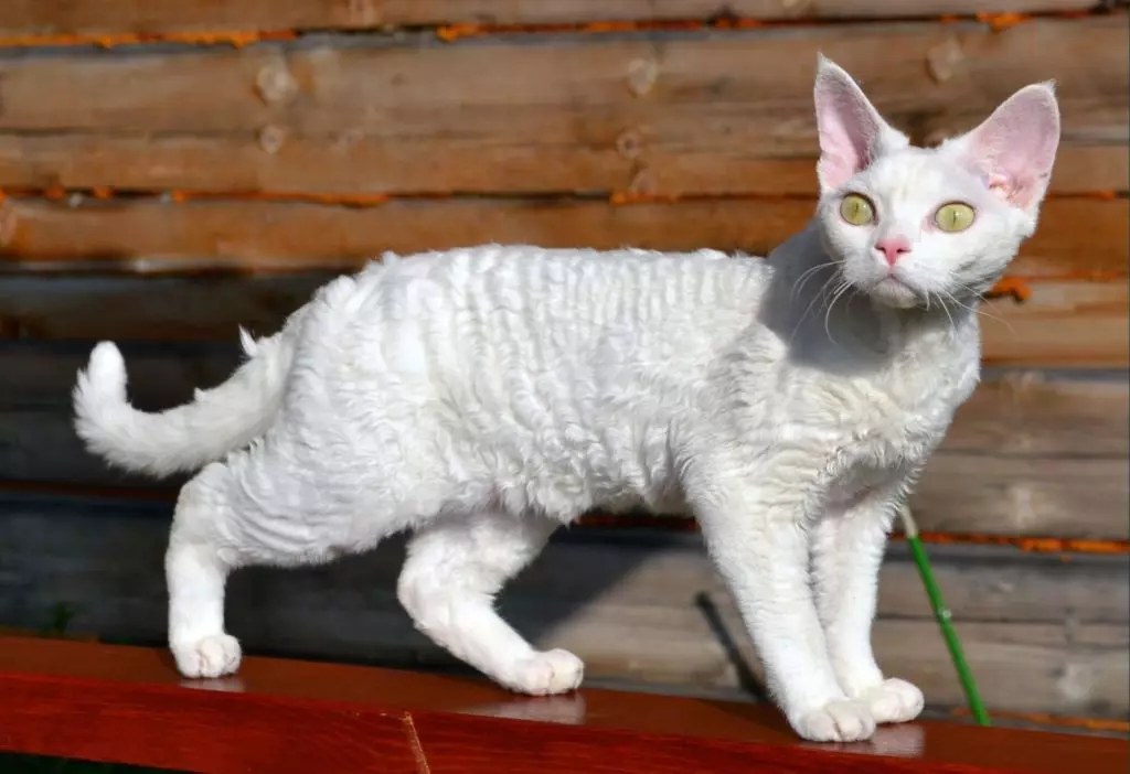 Девон Рекс (105 сурет): котяттардың сипаттамасы және ерекшеліктері. Қара, қызыл және басқа түс мысықтарының сипаттамасы. Меншікті шолулар 13165_14