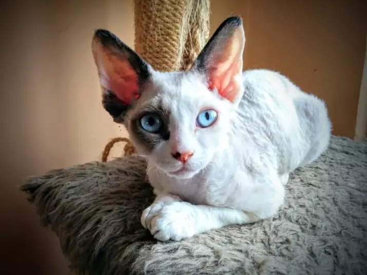 Devon Rex (105 foto's): beskrywing en eienskappe van die karakter van katjies. Eienskappe van katte van swart, rooi en ander kleure. Eienaar se resensies 13165_2