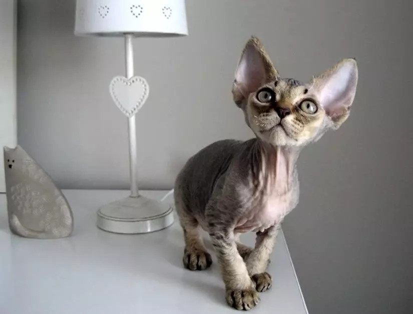 Devon Rex (105 photos): description and features of the character of kittens. Characteristics of cats of black, red and other color. Ownership reviews 13165_22