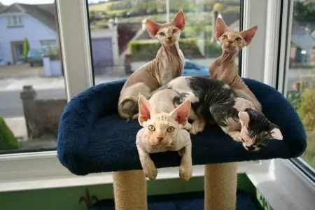 Devon Rex (105 photos): description and features of the character of kittens. Characteristics of cats of black, red and other color. Ownership reviews 13165_24