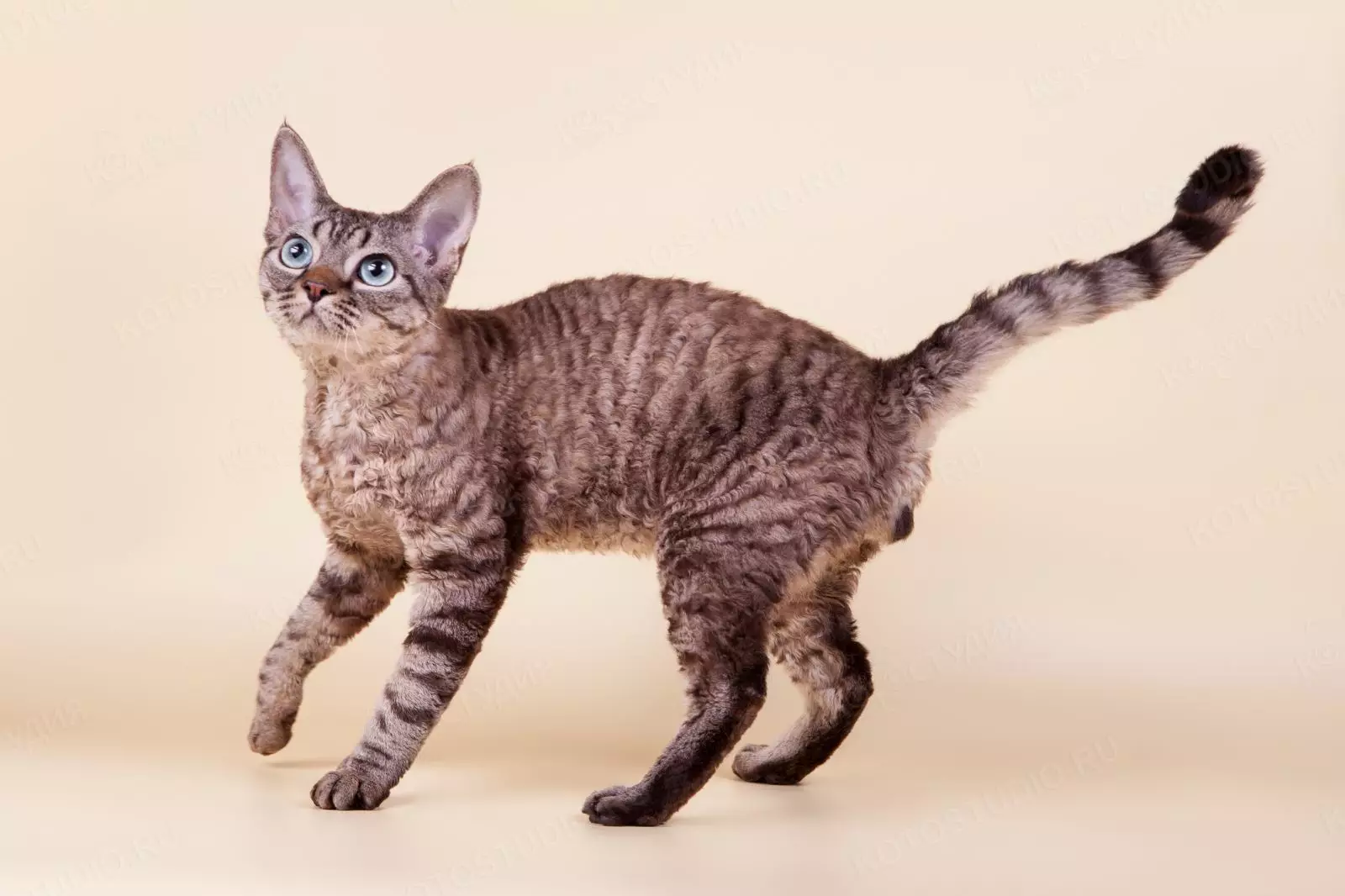 Devon Rex (105 լուսանկար). Kittens- ի բնույթի նկարագրություն եւ առանձնահատկություններ: Սեւ, կարմիր եւ այլ գույնի կատուների բնութագրերը: Սեփականության ակնարկներ 13165_3