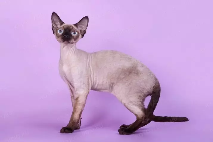 Devon Rex (105 Foto): Katrangan lan fitur saka karakter kucing. Karakteristik kucing ireng, abang lan warna liyane. Ulasan Kepemilikan 13165_33